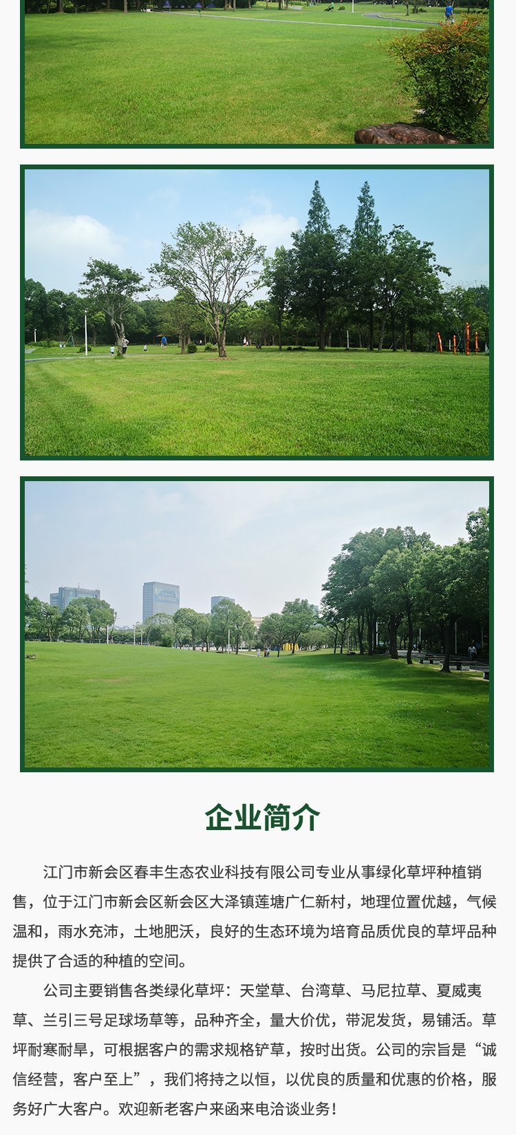 台湾青草坪
